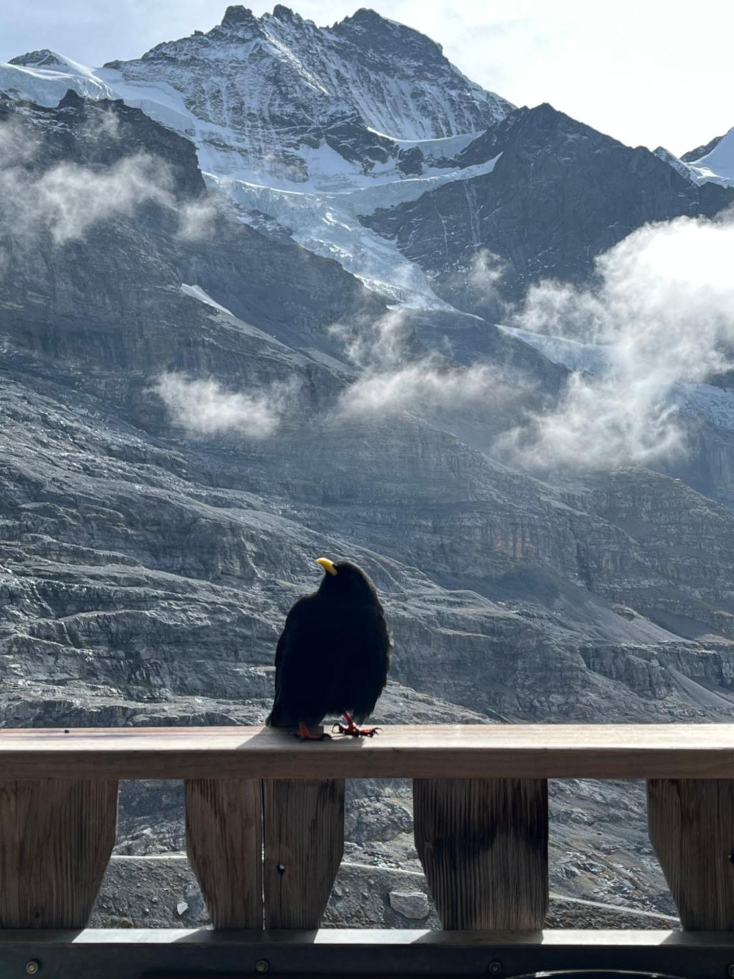 Chalet Viola Lägenhet Wengen Exteriör bild